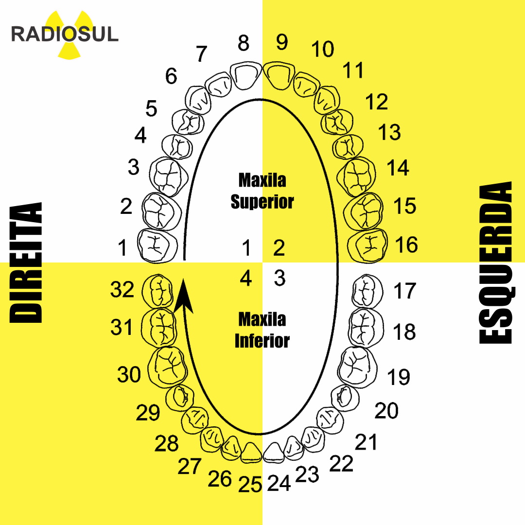 RadioSul Digital Numeração dos dentes Que número corresponde a cada